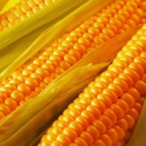 Our Products | Yellow Maize