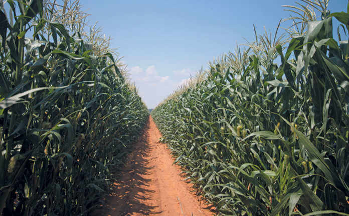 maize-crop