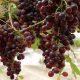 packhouse-table-grapes-south-africa