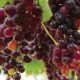 Pakhouse-South-African-Table-Grapes-Industry