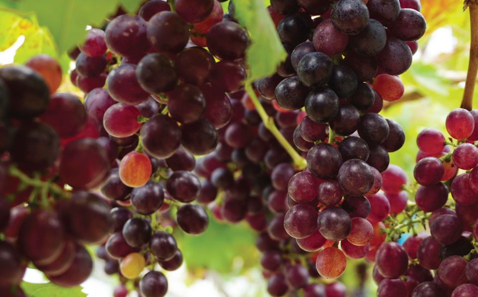 Pakhouse-South-African-Table-Grapes-Industry