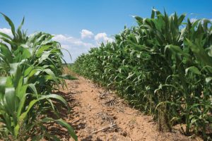 Pakhouse-South-Africa's-Maize-Outputs