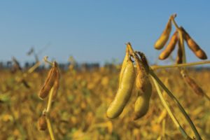 Pakhouse-genetically-modified-crops-africa